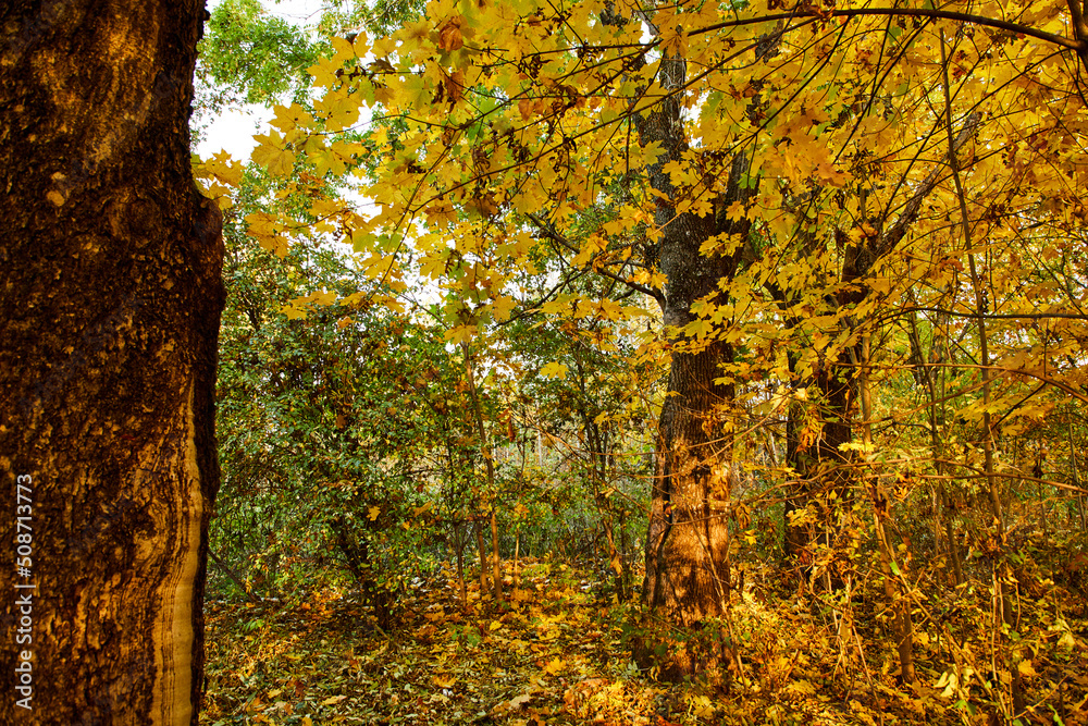 beautiful autumn in the park beautiful autumn in the park