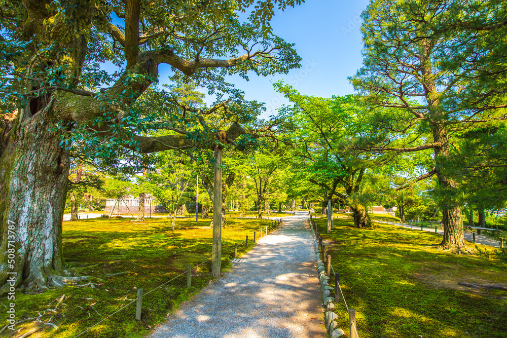 Fototapeta premium 石川県金沢市 新緑の兼六園