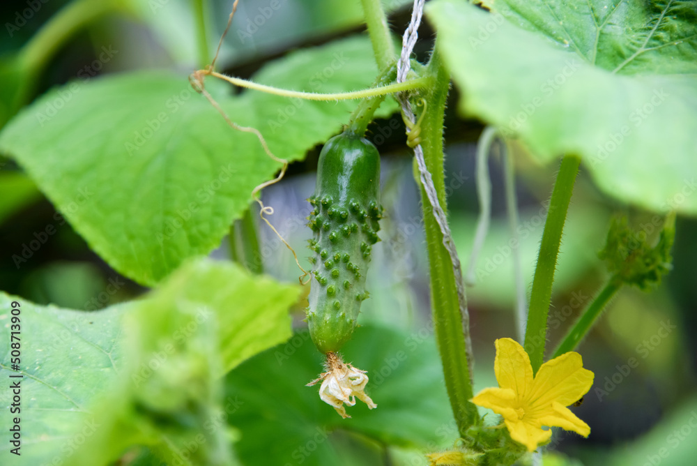 Green fresh cucumbers hang on a plant in the field. Growing vegetables in the garden
