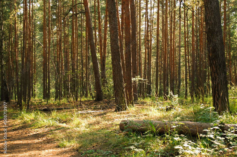 Naklejka premium A log in the foreground and a large number of pine trees in the background are illuminated by sunlight in a coniferous forest