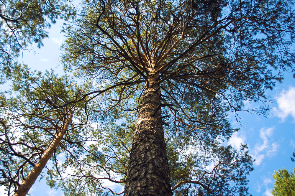 Fototapeta premium Bottom view of a tall pine tree and its trunk with spreading branches against the background of clouds and blue sky
