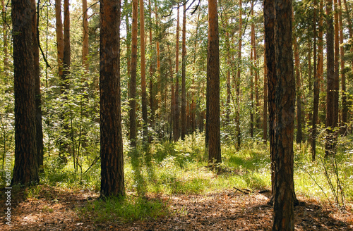 A dense thicket of green coniferous forest in the light of the summer sun and pine trunks in the shade in the foreground