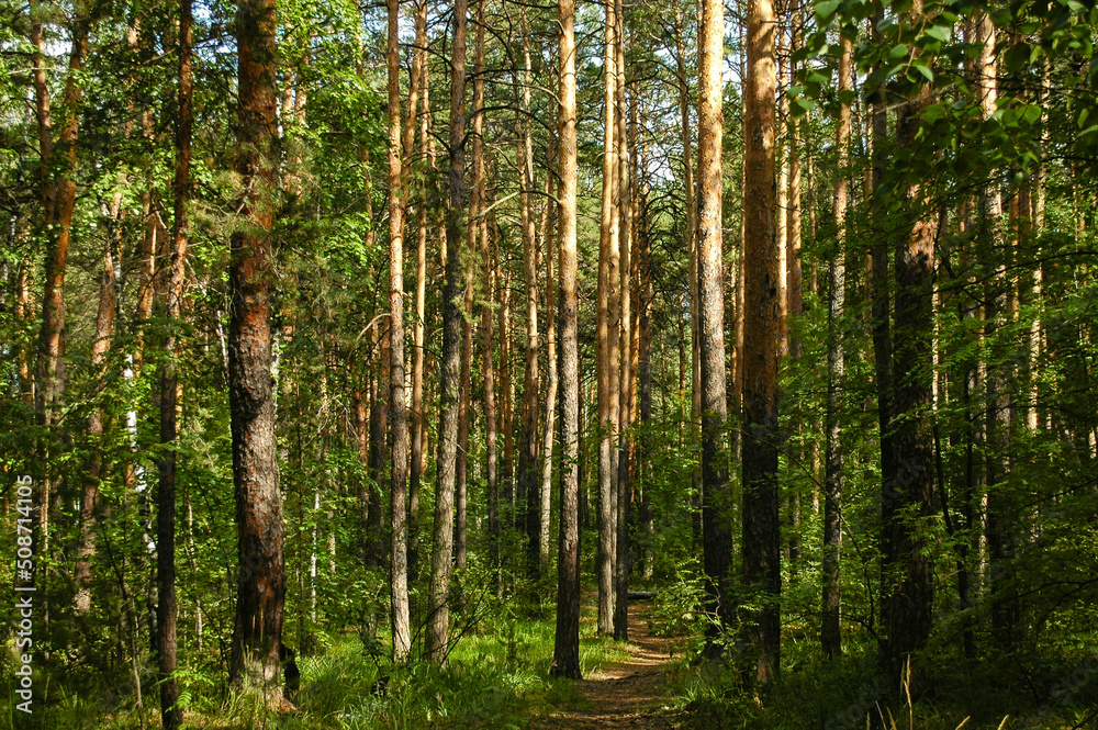 Slender trunks of pine trees illuminated by sunlight in a green coniferous forest Slender trunks of pine trees illuminated by sunlight in a green coniferous forest