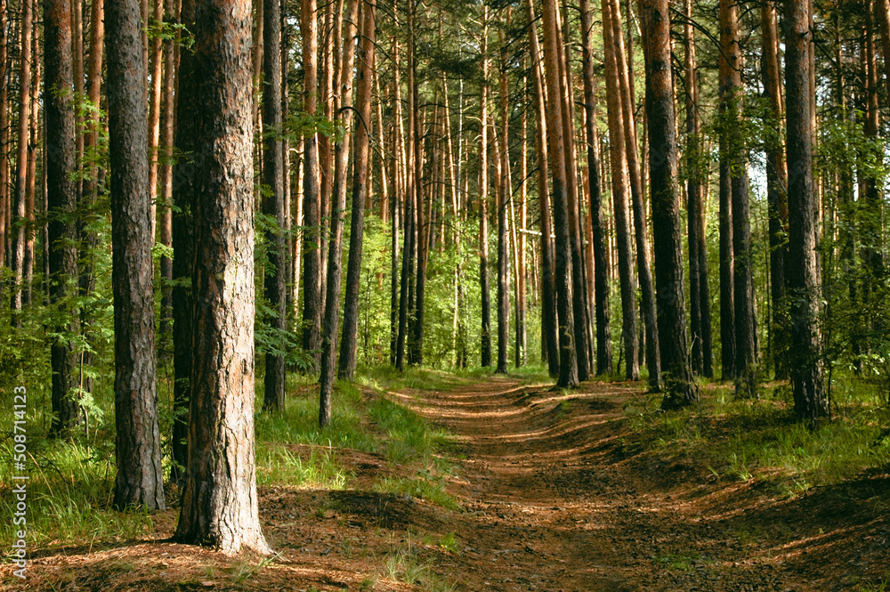 Fototapeta premium The forest path runs between a dense green thicket and pine trees illuminated by sunlight in a coniferous forest