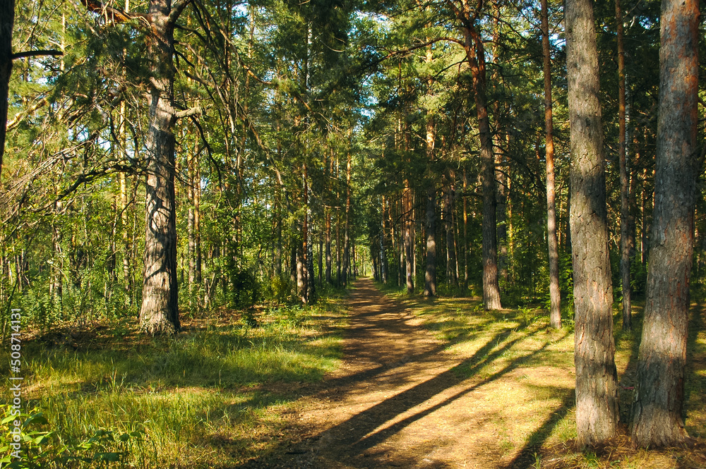 The forest path runs between mostly pine trees, forming an alley in a green forest in the rays of the evening sun. Tree shadows fall on the path The forest path runs between mostly pine trees, forming an alley in a green forest in the rays of the evening sun. Tree shadows fall on the path