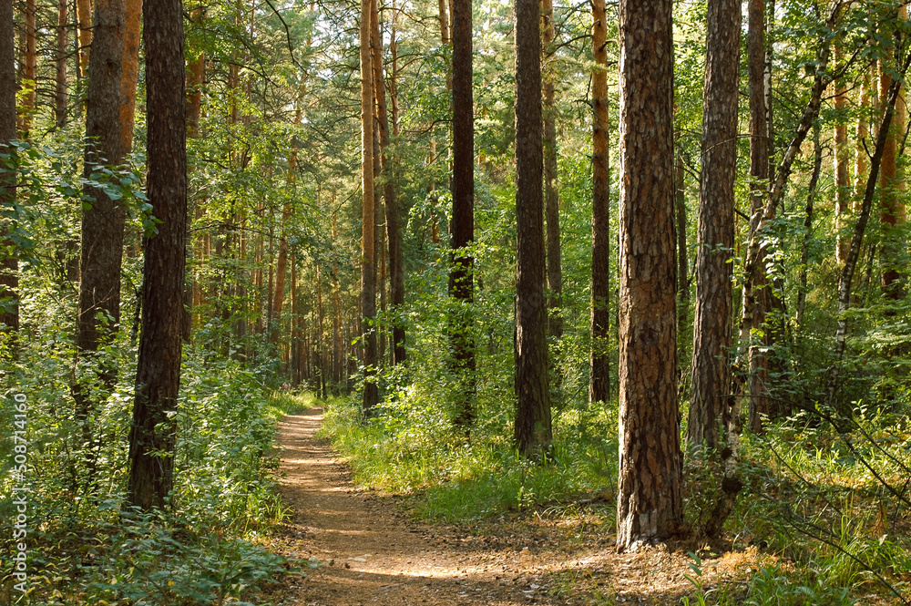 Obraz premium The path passes between the trunks of pine trees and a dense thicket in a green forest and is illuminated by sunlight