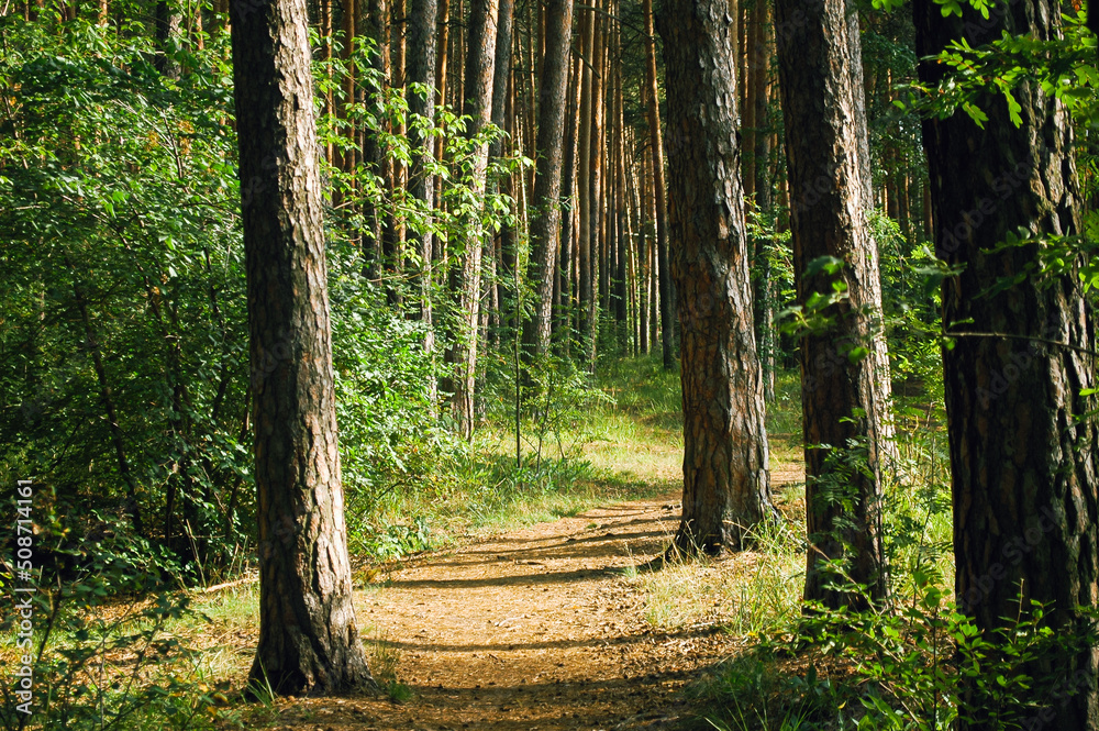 Obraz premium The trail passes between four trunks of pine trees illuminated by the summer sun in a green coniferous forest