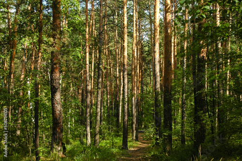 Slender trunks of pine trees illuminated by sunlight in a green coniferous forest