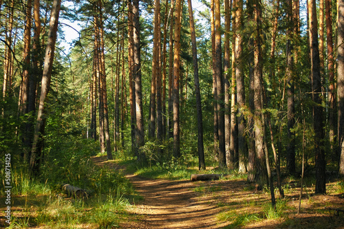 The forest path runs between a dense green thicket and pine trees illuminated by sunlight in a coniferous forest