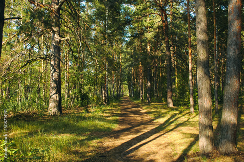 The forest path runs between mostly pine trees, forming an alley in a green forest in the rays of the evening sun. Tree shadows fall on the path © Maksim