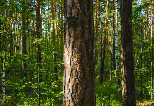 The trunk of a large pine tree and its bark close-up, illuminated by sunlight against the backdrop of a green forest © Maksim