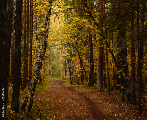 Trees in the autumn golden and yellow forest form an alley above the path