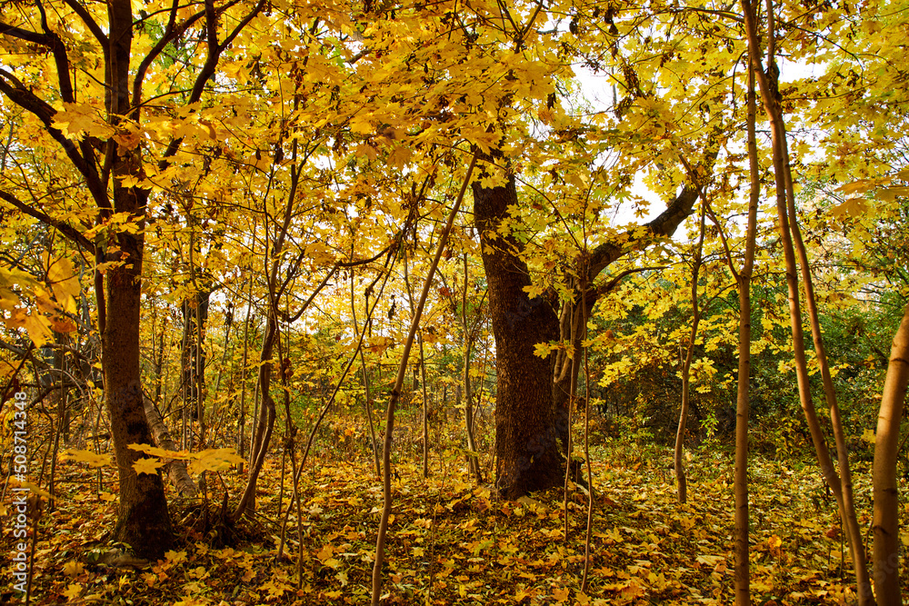 Fototapeta premium beautiful autumn in the park
