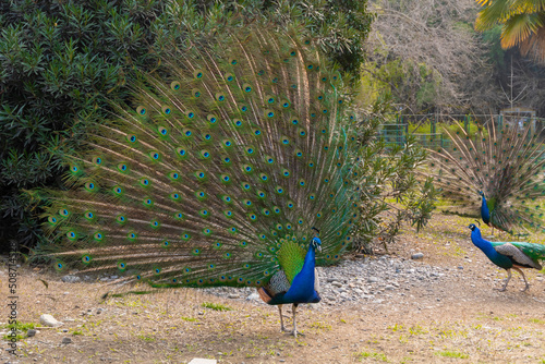 The peacock spread its beautiful tail in the bird's yard. The fairy-tale firebird peacock.