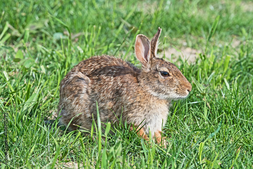 A rabbit sits in the grass keeping a watchful eye on the photographer. © John