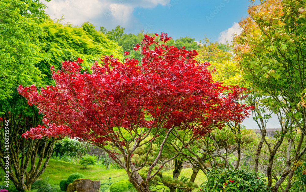 beautiful reds of an acer rubrum (Sun valley) in early summer