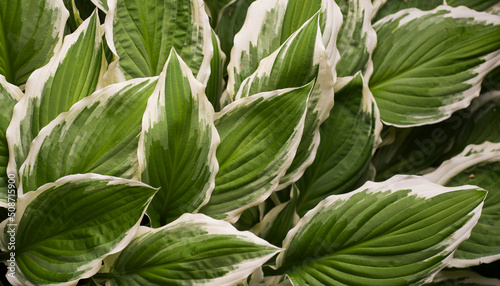 hosta leaves are white-green. green leaf of hosta plantaginea with white border