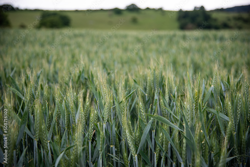 Wheat field in evening colours, young crop Wheat field in evening colours, young crop