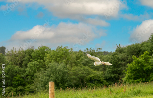 a barn owl  Tyto alba  in a demonstration at a Bird of Prey Centre