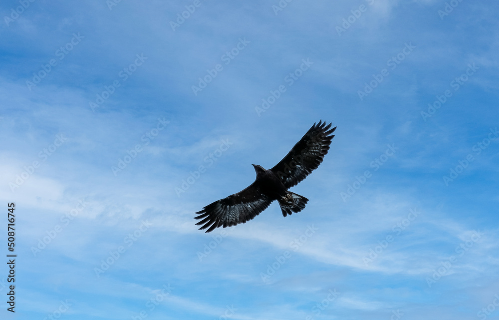 'Midas' a young Golden Eagle (Aquila chrysaetos) demonstrating at a Bird of Prey centre 'Midas' a young Golden Eagle (Aquila chrysaetos) demonstrating at a Bird of Prey centre