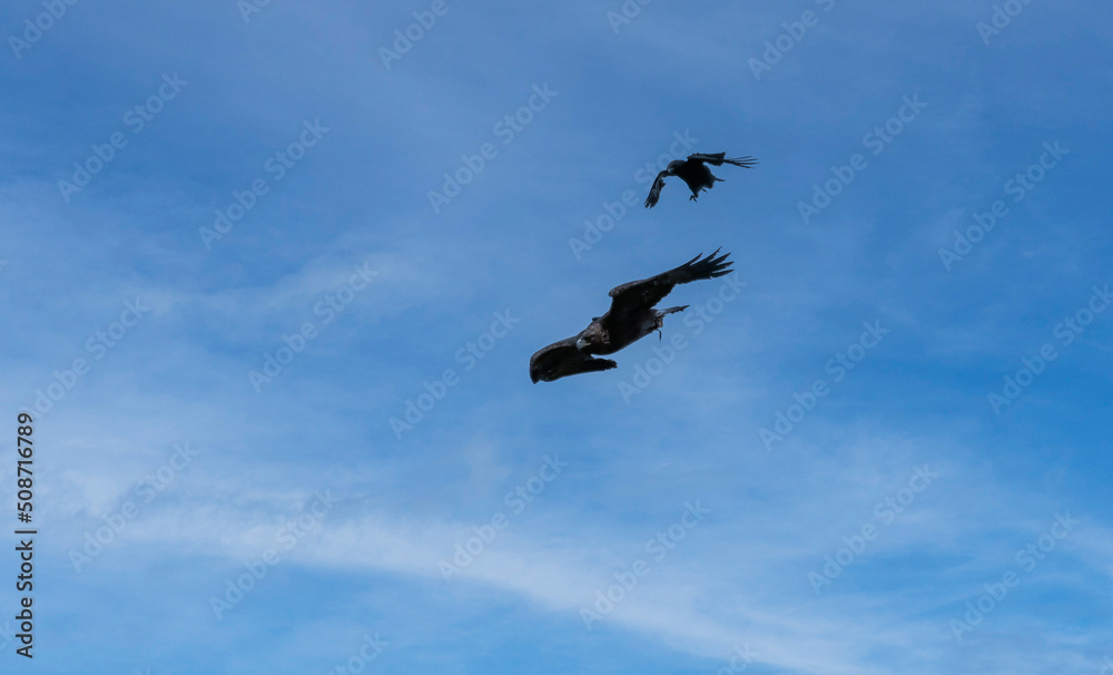 'Midas' a young Golden Eagle (Aquila chrysaetos) demonstrating at a Bird of Prey centre