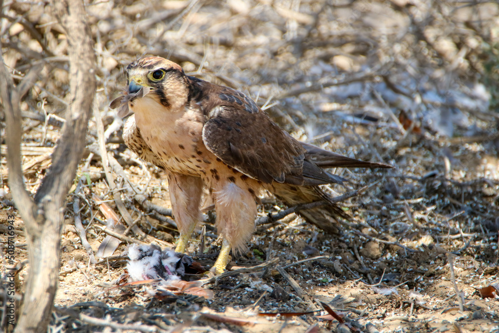 Fototapeta premium Lanner Falcon with Namaqua Dove prey, Kgalagadi, South Africa