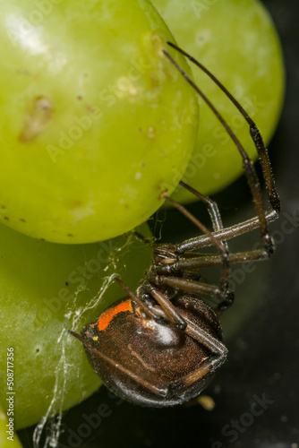 Black Widow Spider hiding in grapes from the supermarket. photo