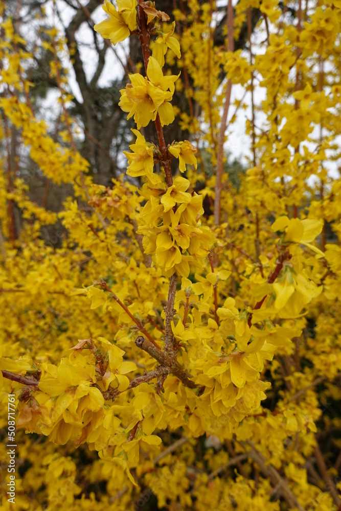 Forsythias are a genus of deciduous flowering shrubs that belong to the olive family. Forsythias are a genus of deciduous flowering shrubs that belong to the olive family.