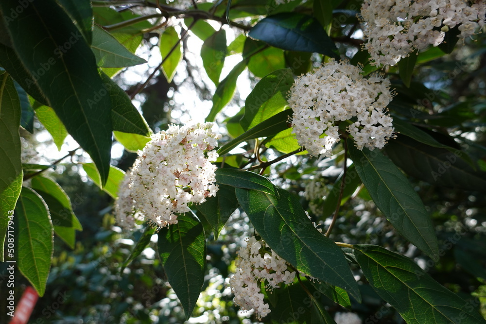 Viburnum tinus is an evergreen shrub that is easy to grow and adds interest to the garden all year round. Viburnum tinus is an evergreen shrub that is easy to grow and adds interest to the garden all year round.
