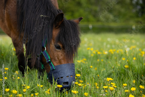 Pony mit Fressbremse photo