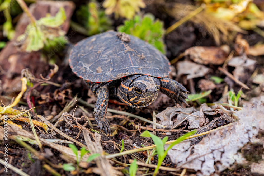 Obraz premium Painted turtle hatchling crawling along shoreline of pond. Wildlife conservation, habitat loss and preservation concept.