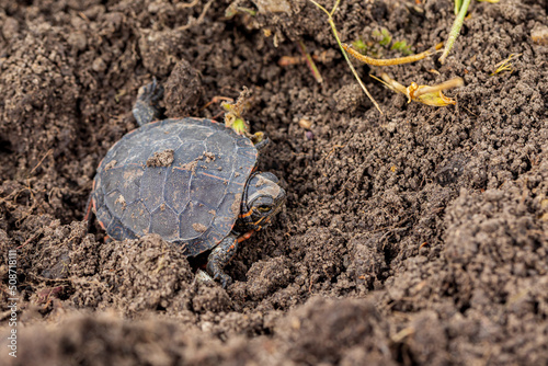 Painted turtle hatchling crawling along shoreline of pond. Wildlife conservation, habitat loss and preservation concept. photo