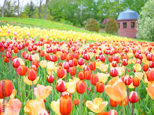 北海道の風景 滝野すずらん丘陵公園 チューリップ畑