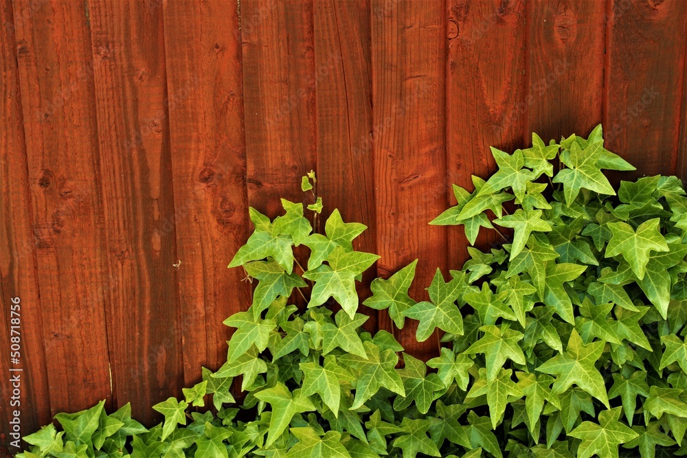 Wooden natural background texture with green ivy leaves Wooden natural background texture with green ivy leaves
