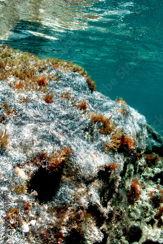 rocks and marine life underwater