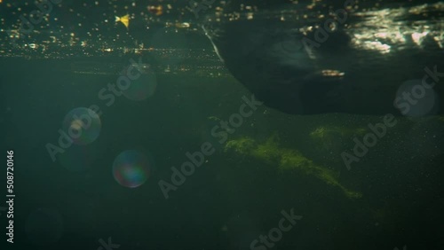 Eurasian otter (Lutra lutra) swimming, underwater view
