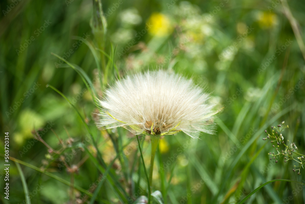 Closeup of dandelion seeds in a meadow