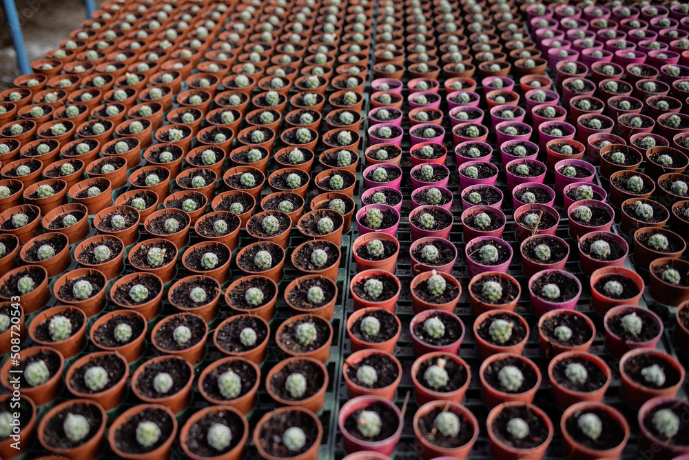 Fototapeta premium agriculture with cactus production greenhouse 
