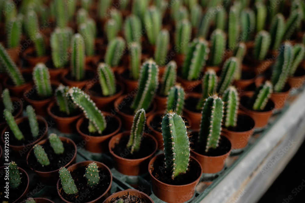agriculture with cactus production greenhouse agriculture with cactus production greenhouse