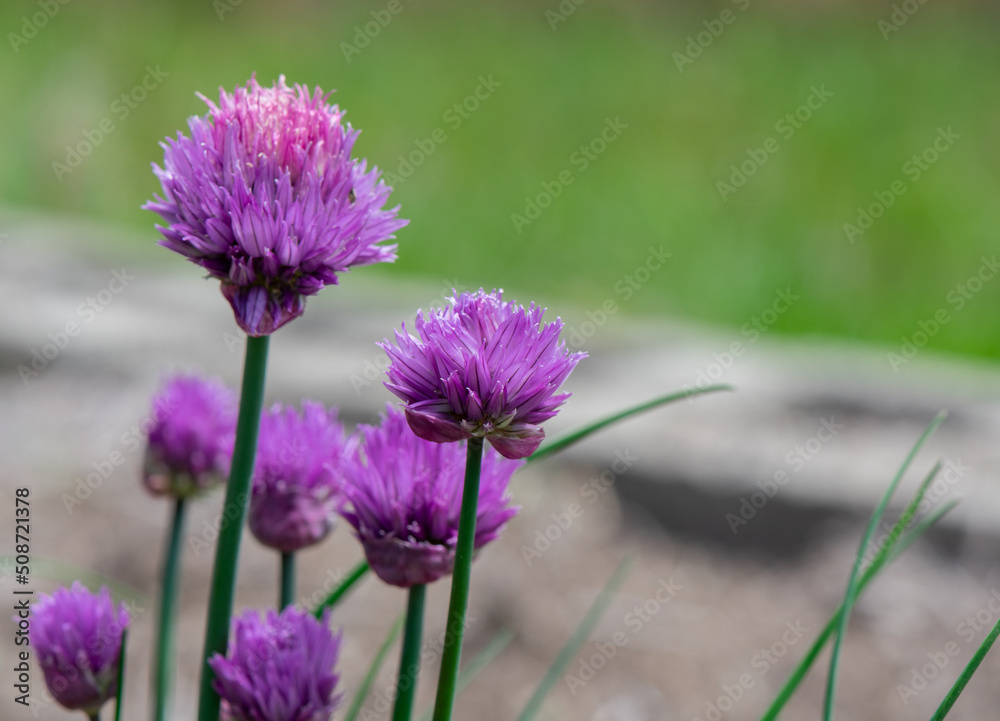 Fototapeta premium Chives in bloom in the garden