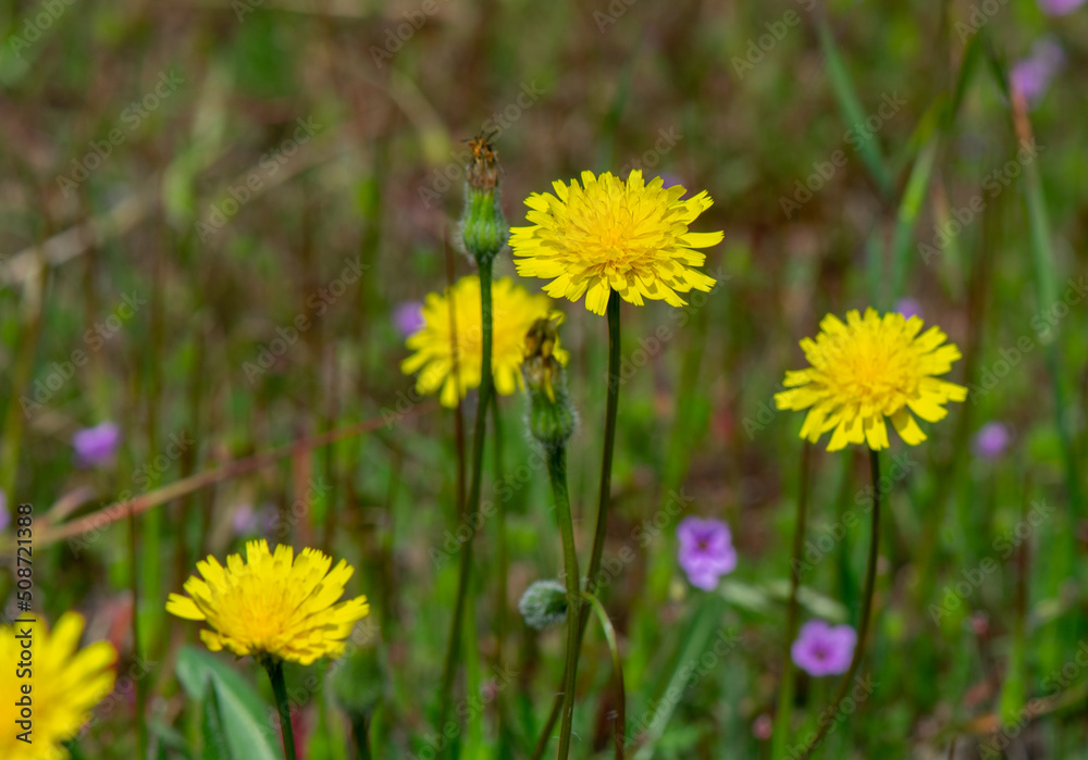 Closeup of Hypochaeris radicata also known as false dandelion, catsear, flatweed. An introduced species, found here in California. Closeup of Hypochaeris radicata also known as false dandelion, catsear, flatweed. An introduced species, found here in California.