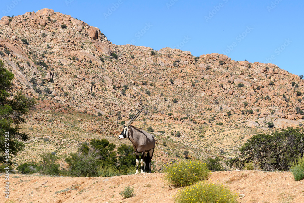 Fototapeta premium Wild orix antelope walking in the African savanna. Safari in Namibia.