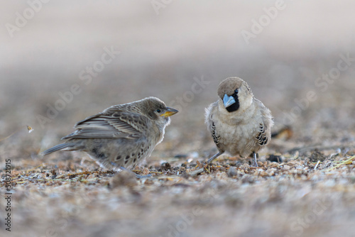 Sociable Weaver bird (Philetairus socius) on the grownd. photo