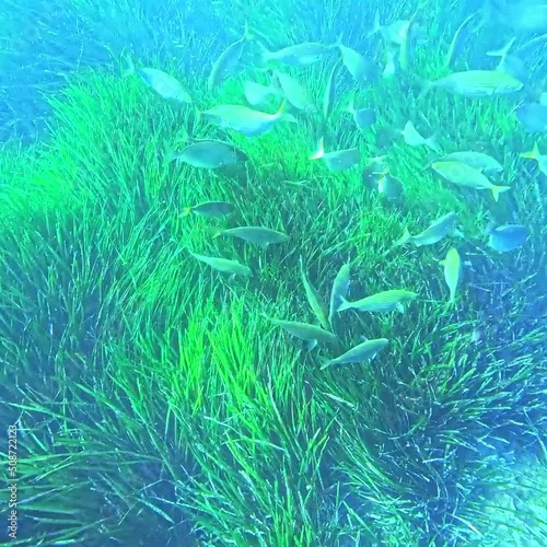 salpa fish eating in posidonia photo