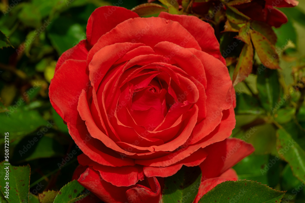 A red-orange rosa tropicana hybrid tea rose in full bloom A red-orange rosa tropicana hybrid tea rose in full bloom