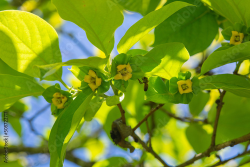 Waxy yellow fuyu persimmon blossoms on the tree, being visited by a bee © Diane N. Ennis