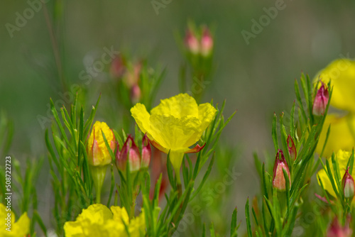 Yellow blooms of Sundrops in a garden container