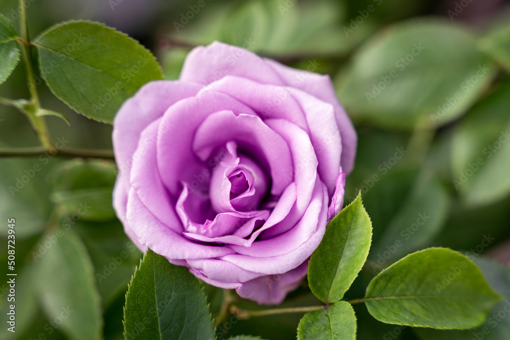 Lilac pink single rose flower, top view, green leaves bg Lilac pink single rose flower, top view, green leaves bg