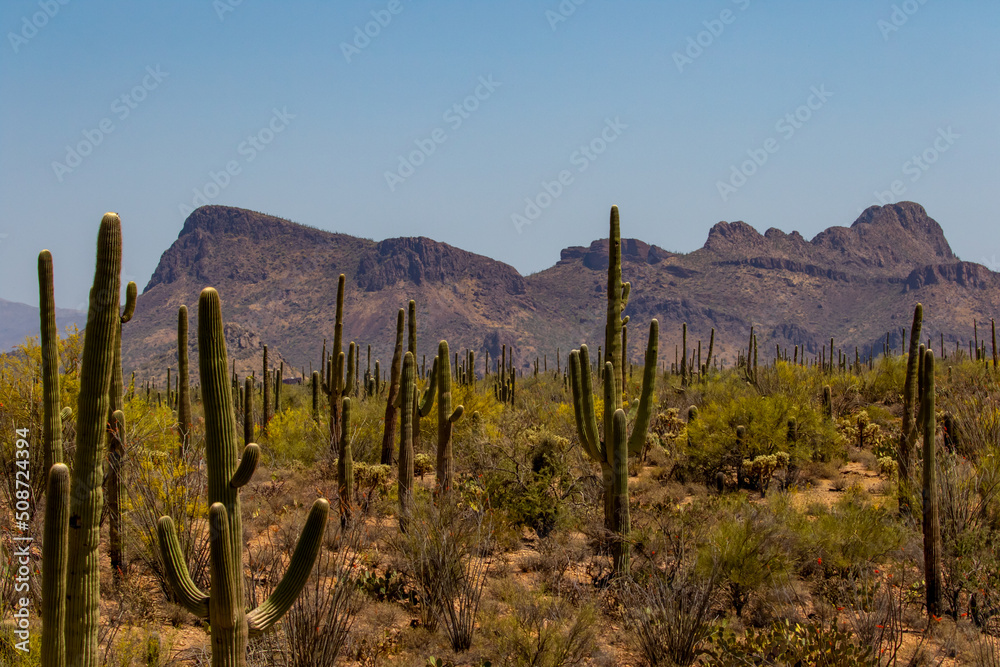 Saguaro Forest Lanscape in Arizona