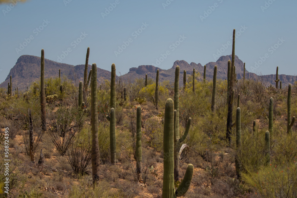 Saguaro Forest Lanscape in Arizona